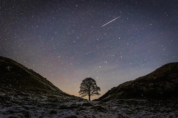 Landscape Sycamore with Shooting Star
